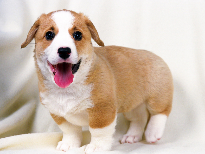 src=http___img.article.pchome.net_00_27_60_09_pic_lib_s960x639_1600DOG_19004s960x639.jpg&refer=http___img.article.pchome.jpg